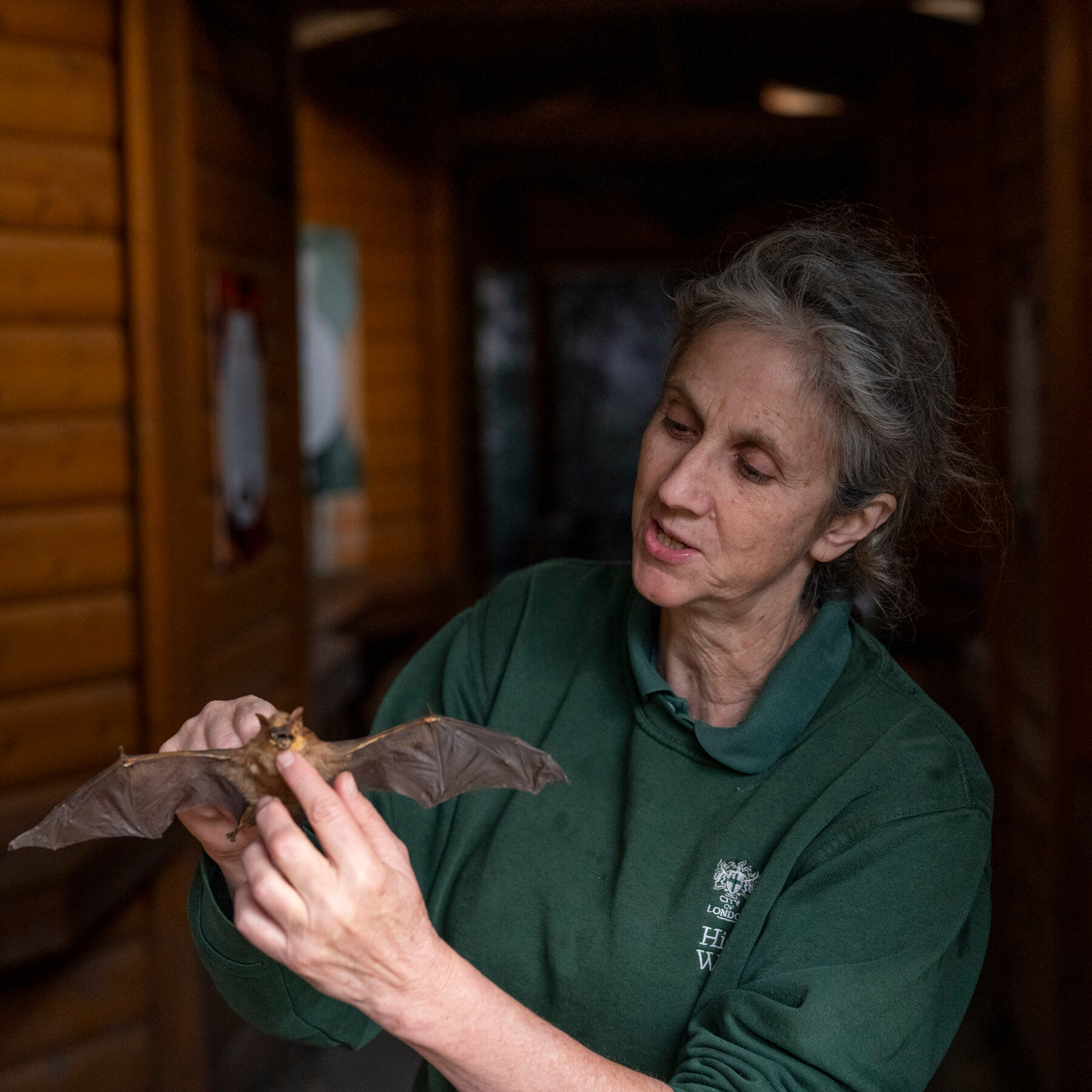 The Bat Woman of North London: ‘It’s Like Tuning In to Another World’