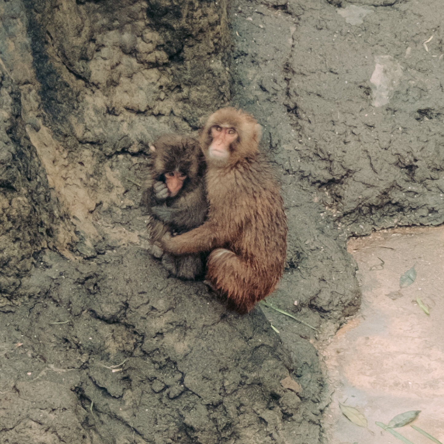 Punch, the Lonely Monkey Who Drew Crowds to a Small Japan Zoo, Is Growing Up. He’s Still a Star.