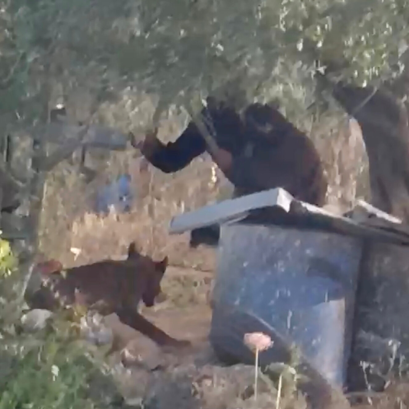 In West Bank, Latest Victim of Israeli Settler Violence Shocks in a New Way