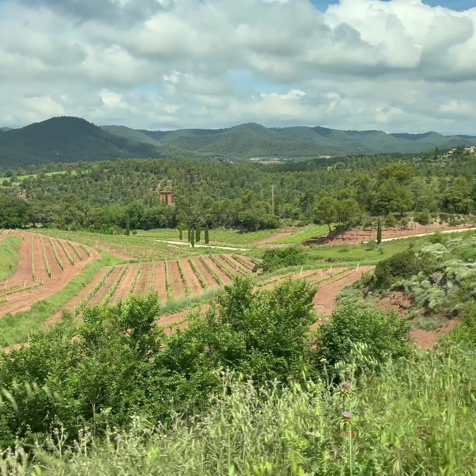 How Wine, Truffles and Honey Could Help Europe Fight Wildfires