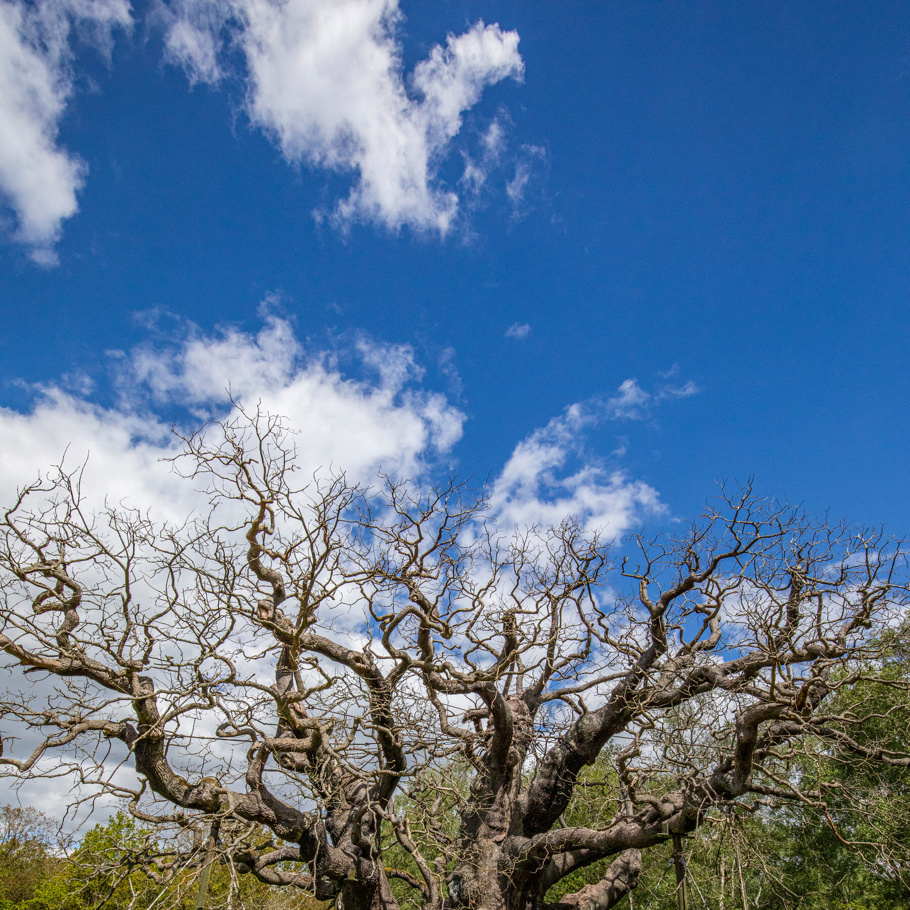 The Major Oak, Ancient Tree of Robin Hood Legend, Has Died